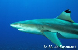 Black tip shark. Nikon D50/12-24mm (BoraBora). by Moeava De Rosemont 